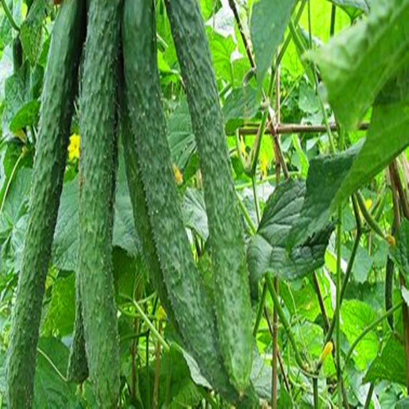 Cloud Zoom small image