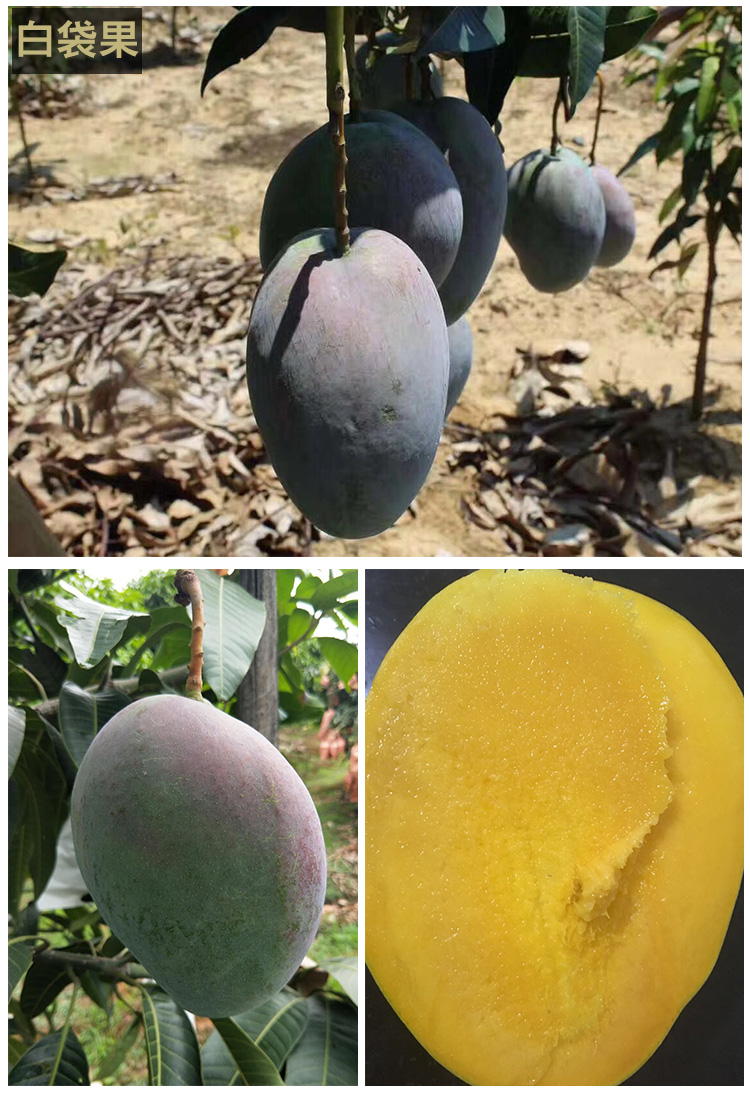 详情页芒果_02.jpg