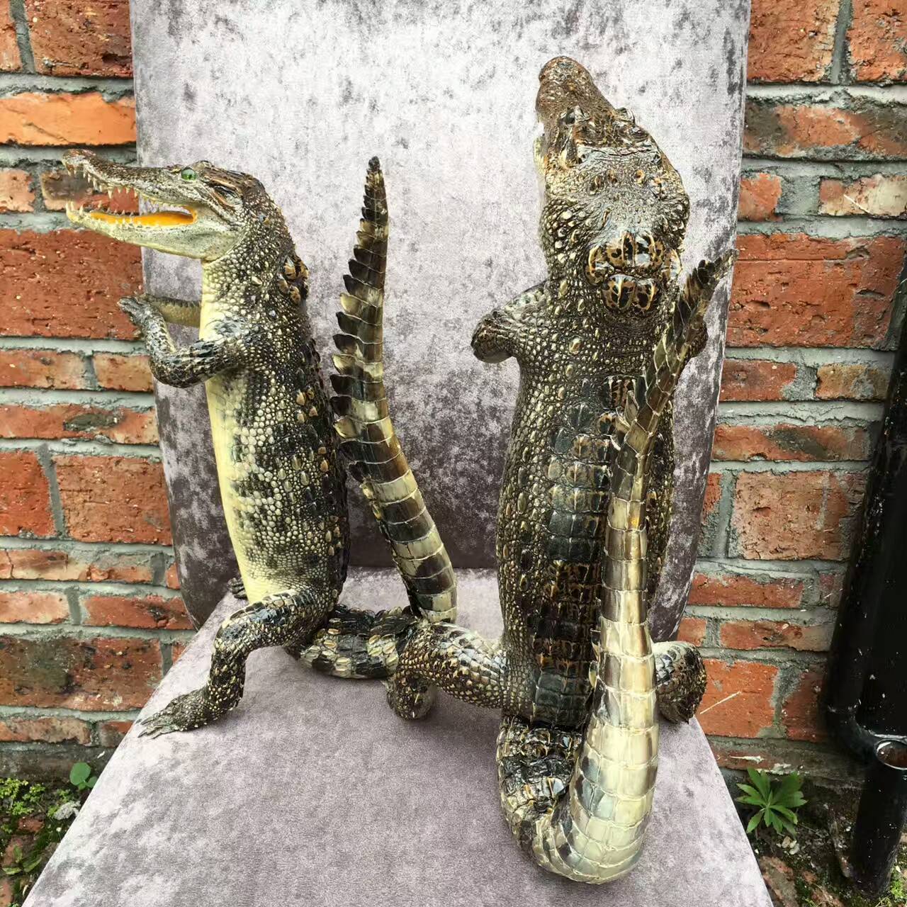 购买鳄鱼标本建议