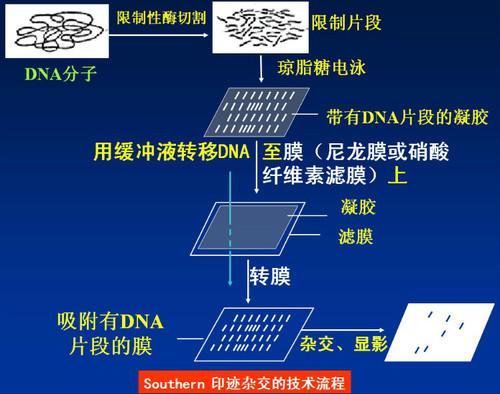 southern印迹杂交