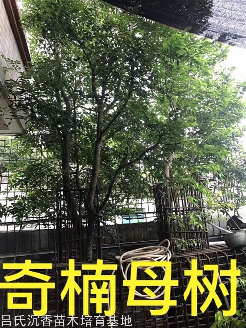 奇楠母树