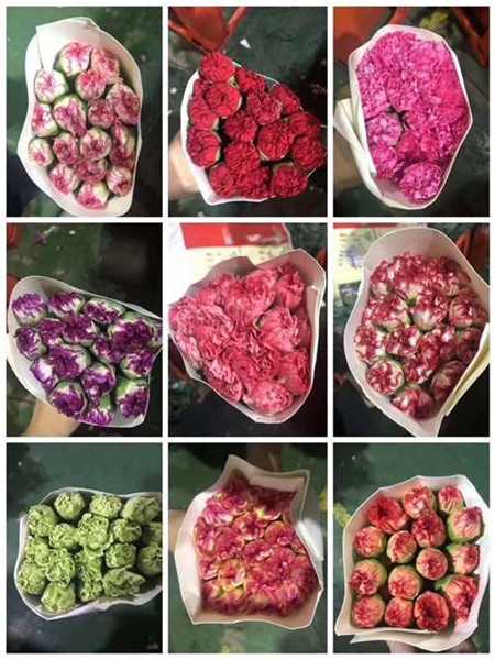 广州顺心鲜花常年批发各种玫瑰鲜切花