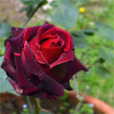 广州黑魔术玫瑰花
