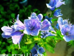 Cloud Zoom small image