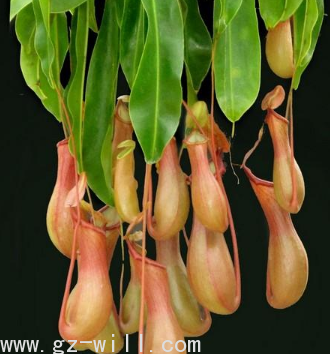 WE-SH-20（猪笼草蛋白酶）