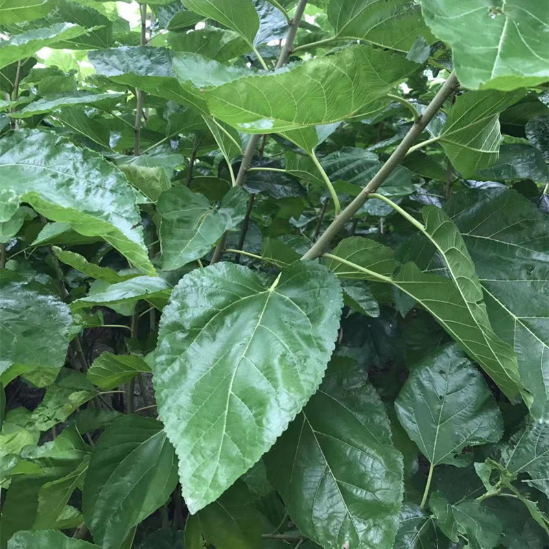 蚕桑苗农桑14号