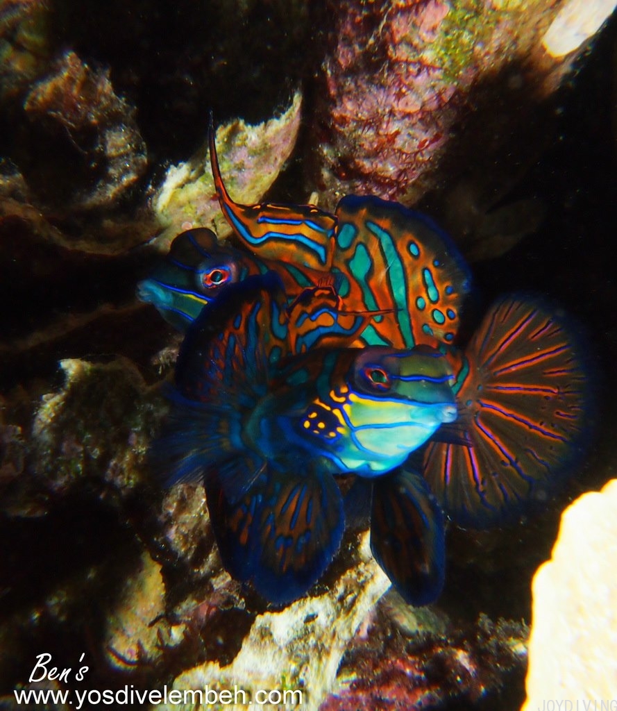 mandarin fish2.jpg