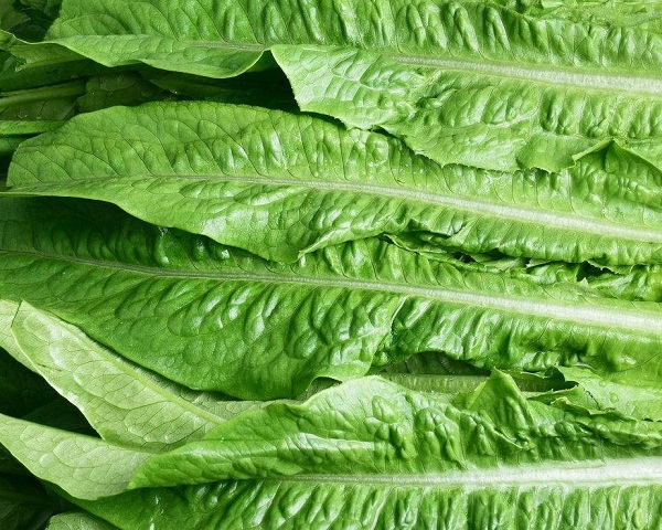 麻辣烫里面大叶青菜的作用与功效