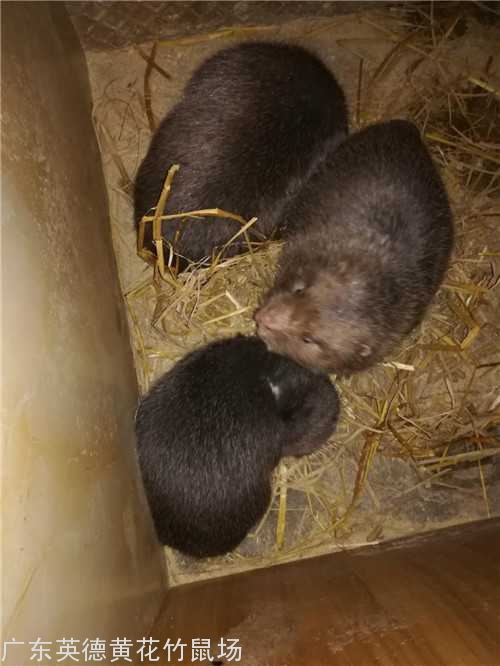 东莞竹鼠人工养殖 东莞竹鼠人工养殖