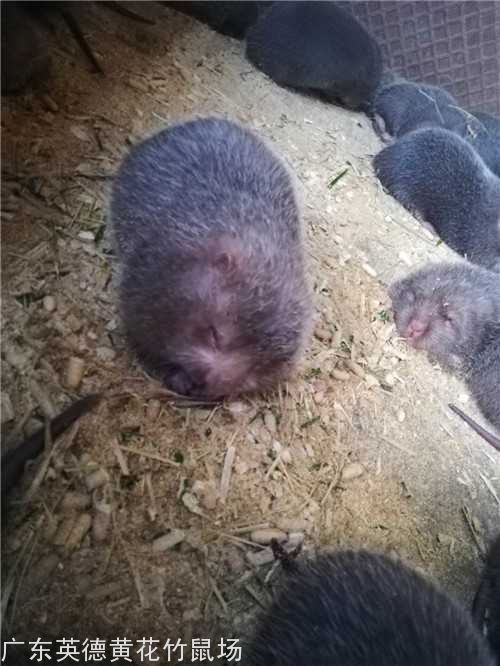 广东竹鼠养殖 广东竹鼠养殖