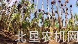 2013年卡佩罗公司割台产品宣传视频