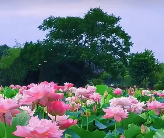 老苏服务日记2022年7月16日