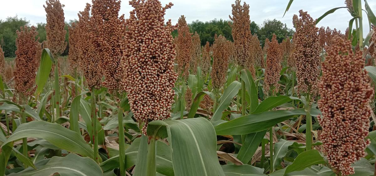 老苏服务日记2022年9月3日