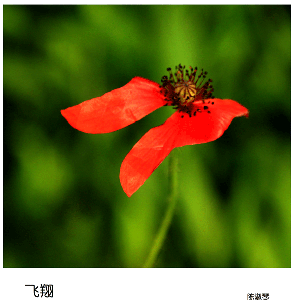 2019上期摄影班学员陈淑琴作品2