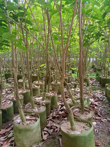 2024年种植奇楠赚钱吗？奇楠沉香前景如何？