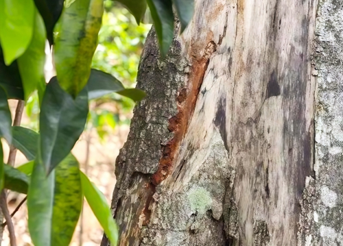 沉香收藏入门:如何挑选最具升值潜力的沉香产品? 沉香收藏入门:如何挑选最具升值潜力的沉香产品?