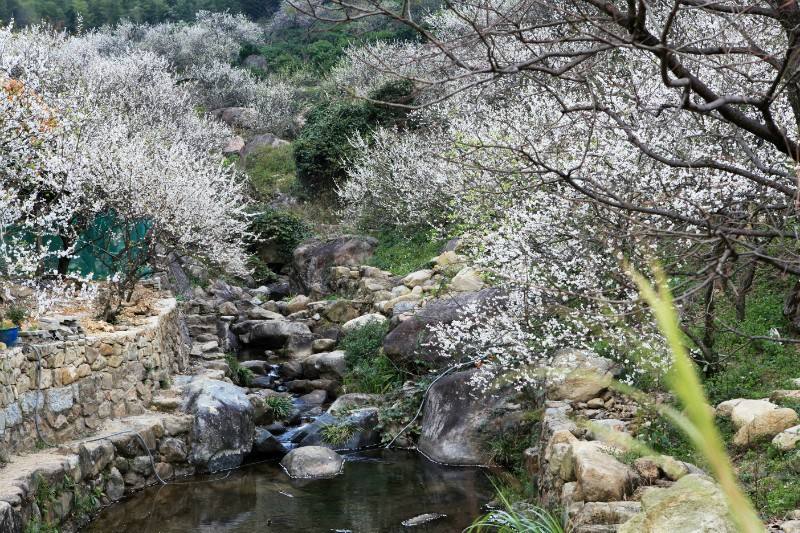 廣東最美溪頭村香雪梅花節兩天賞梅溫泉之旅