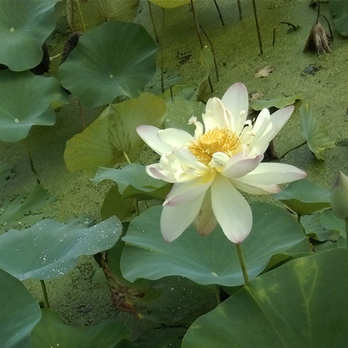 伯里夫人-荷花种苗-产品展示-广昌县梦传白莲种植合作社
