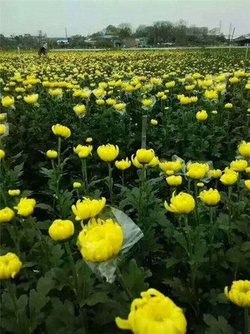 广州黄菊花种植批发基地