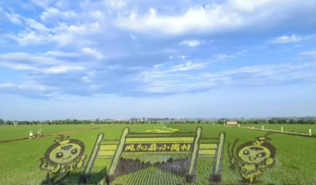 小岗蒸谷米原粮溯源之【插秧篇】| 秧苗青青，新米可期