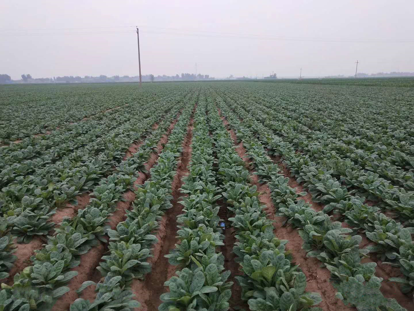 地黄种植的技术