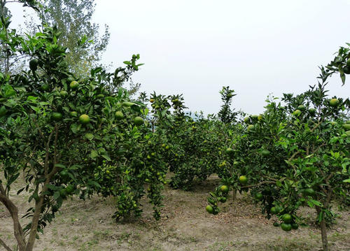 粤拨亿元保护岭南中药材