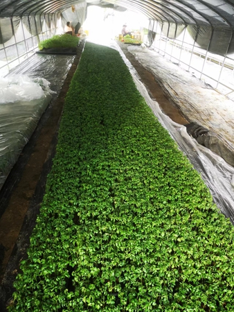 惠州茄瓜种苗培育基地大棚蔬菜基地