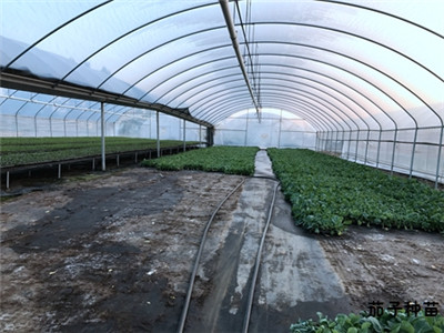 专业培育蔬菜种苗大棚基地