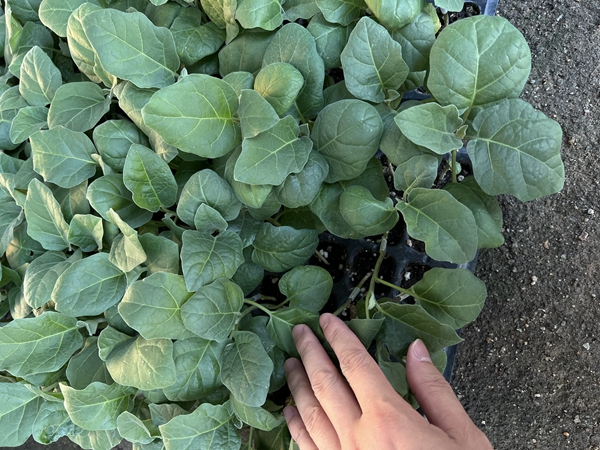 茄子苗怎样种植？茄子种植技术与管理方法讲解