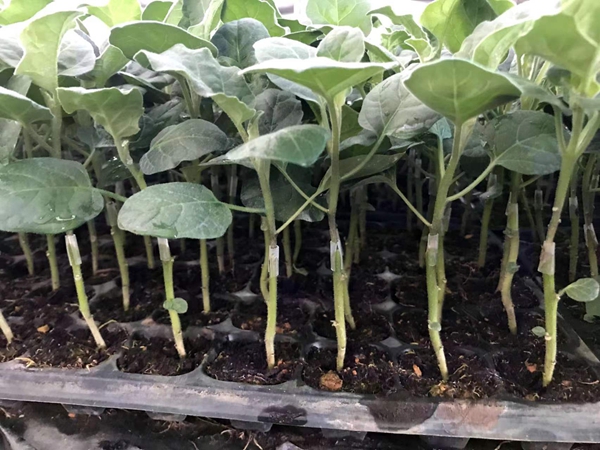 选择哪种适合的茄子苗提高市场占有率？