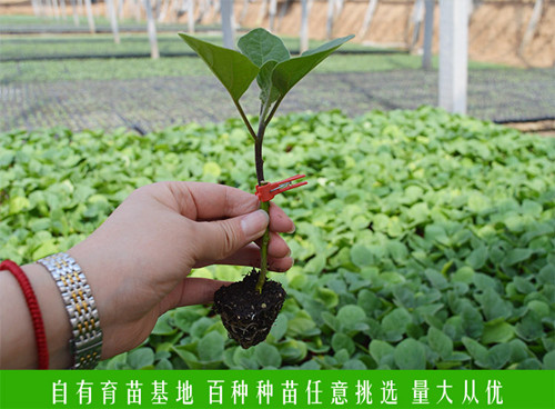 惠州鑫旺园艺蔬菜种苗基地