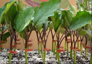 茄子种植必备技能：如何使用茄子嫁接苗快速提高收成量？