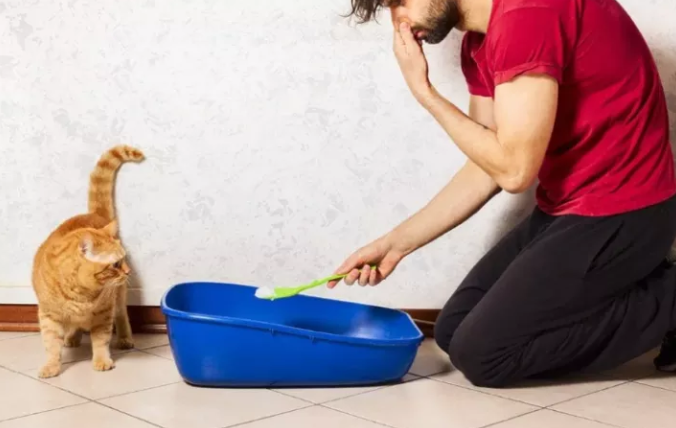 为什么我的猫在洗衣篮里撒尿？