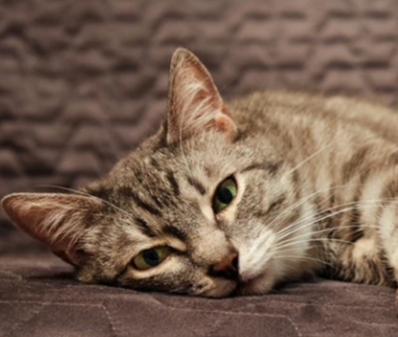 猫咪寻求帮助的10个警告信号！