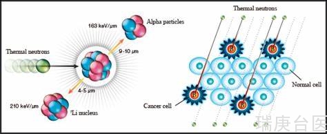 BNCT | 硼中子俘获治疗在癌症中的应用