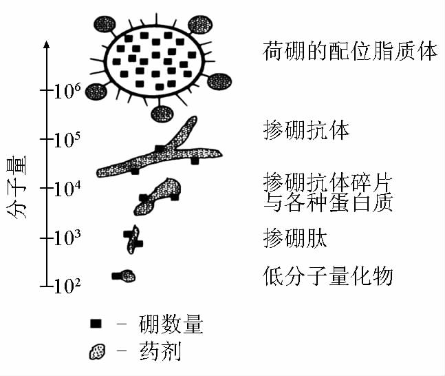 BNCT硼药 | 靶向药物的开发