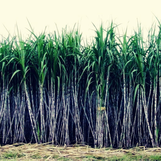 甘蔗